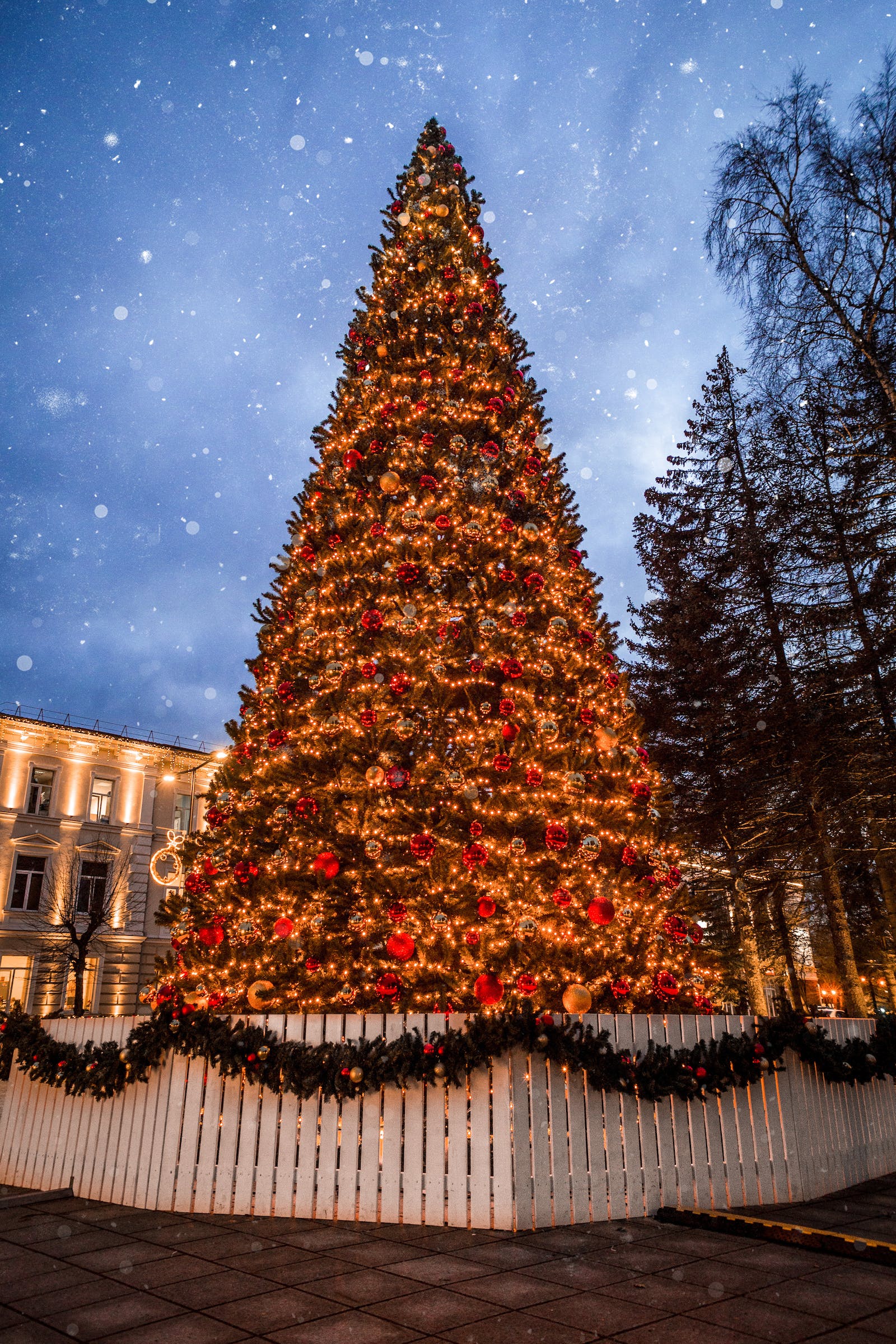 Gala Queen lights Christmas Tree