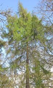 Larch Trees