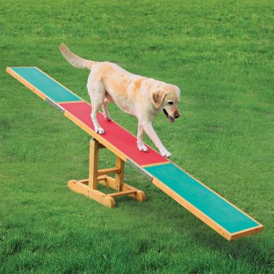 Carmunnock Gala - Dog agility