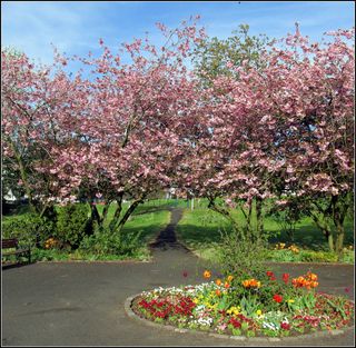 Community Gardening